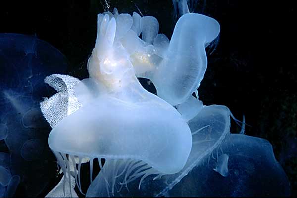 image of a Lion (or Hooded) Nudibranch