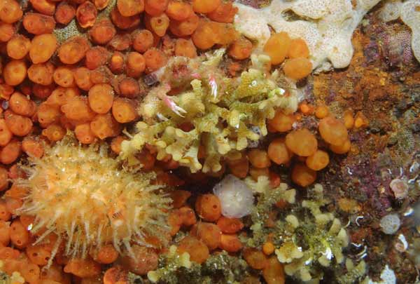 image of a Colonial Tunicate