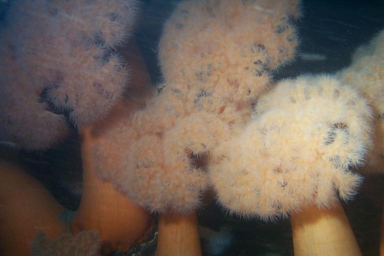 image of a Plumose (or Frilled) Anemone