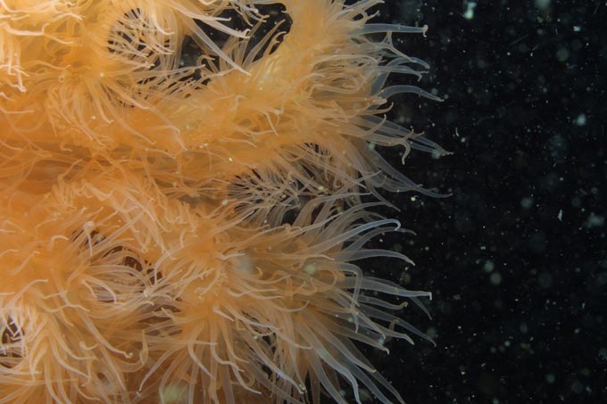 image of a Plumose (or Frilled) Anemone
