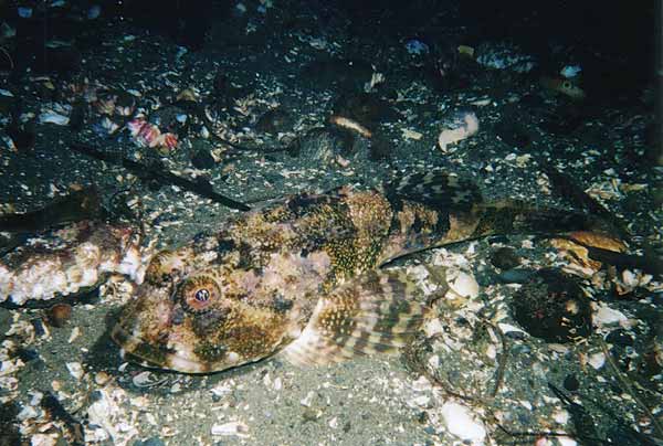 image of a Great Sculpin