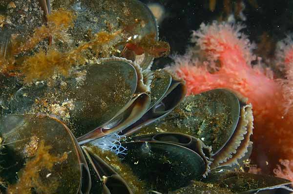 image of a Pacific Blue Mussel