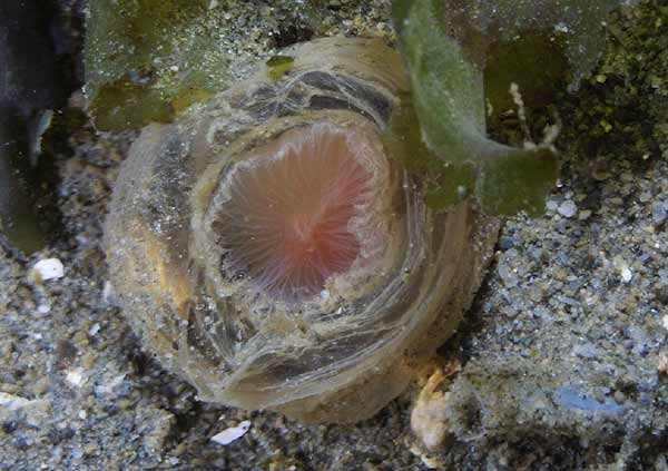 image of a Sabellid Worm