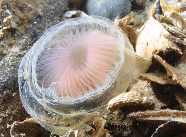 image of a Sabellid Worm