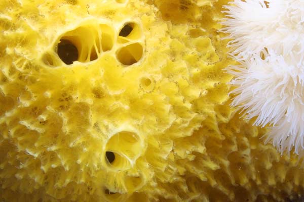 image of a Yellow Encrusting Sponge
