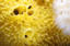 image of a Yellow Encrusting Sponge