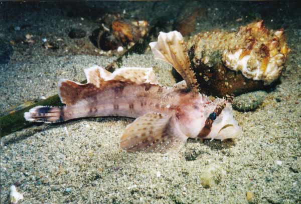 image of a Sailfin Sculpin