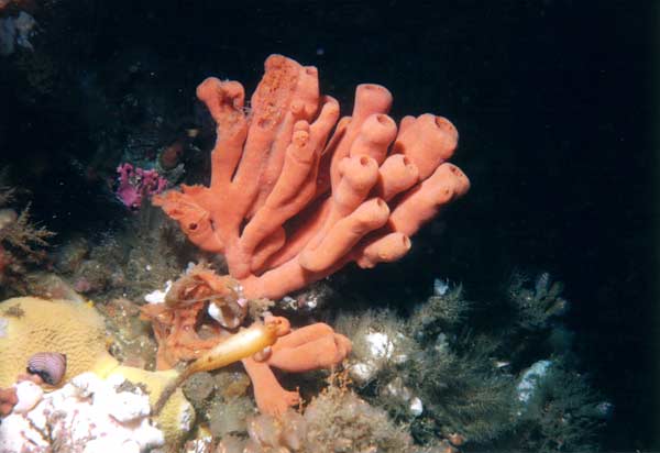 image of a Orange Finger Sponge