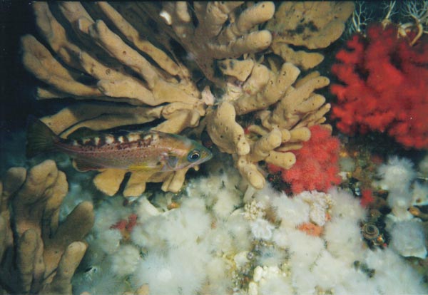 image of a Dead Mans Finger Sponge