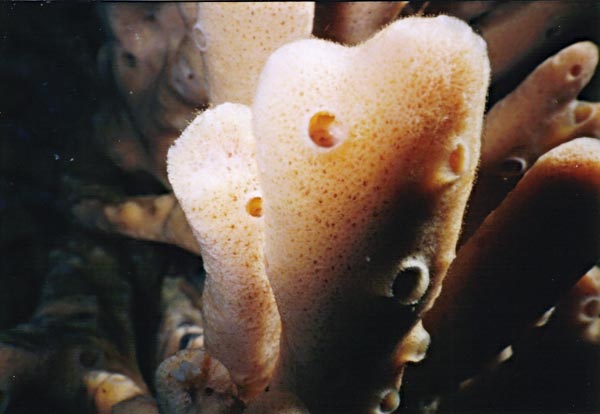 image of a Dead Mans Finger Sponge