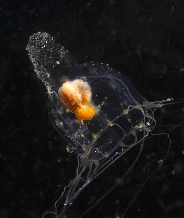 image of a Neoturrid Jellyfish