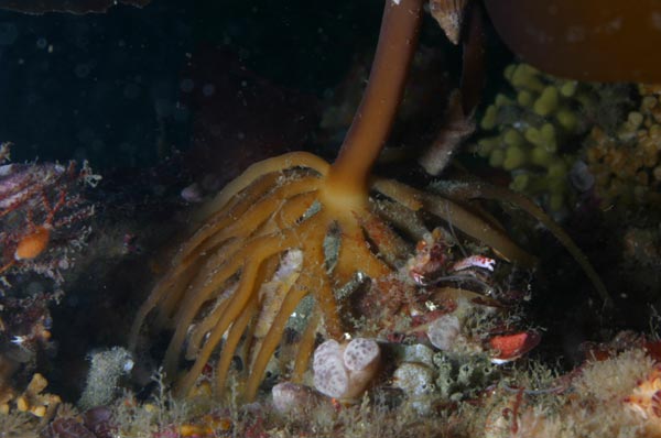 image of a Bull Kelp