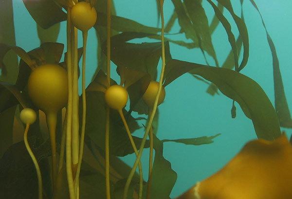 image of a Bull Kelp