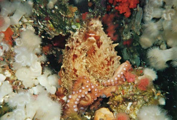 image of a Giant Pacific Octopus