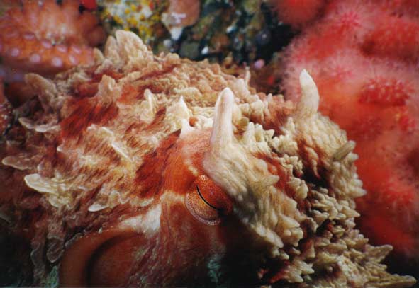 image of a Giant Pacific Octopus