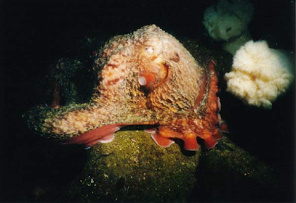 image of a Giant Pacific Octopus