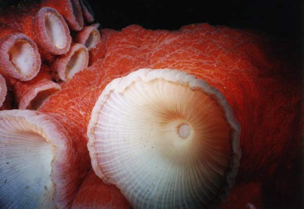 image of a Giant Pacific Octopus