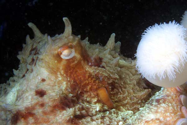 image of a Giant Pacific Octopus