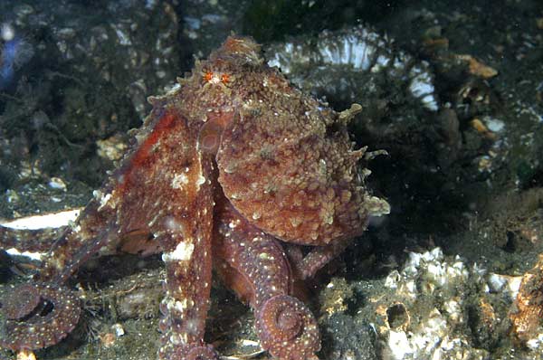 image of a Giant Pacific Octopus