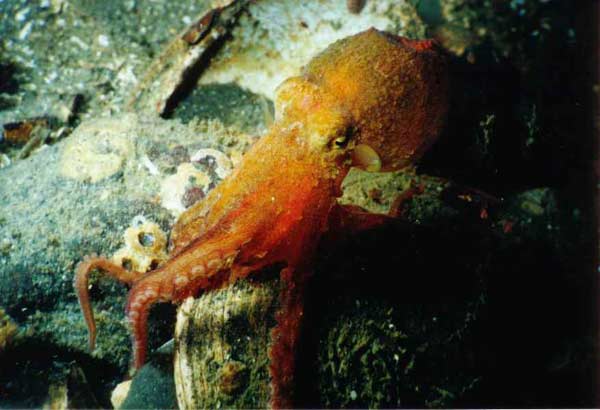 image of a Red Octopus