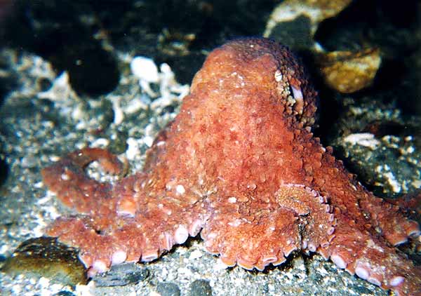 image of a Red Octopus