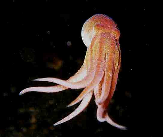 image of a Red Octopus