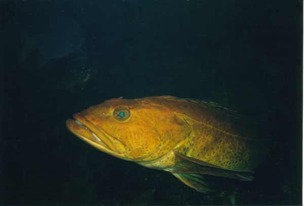 image of a Ling Cod