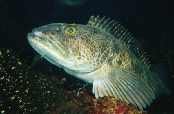 image of a Ling Cod