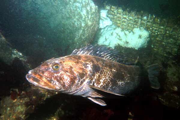 image of a Ling Cod