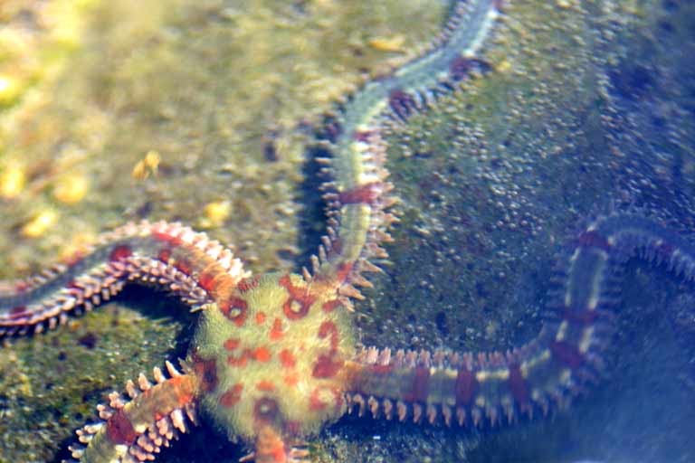 image of a Daisy brittle star