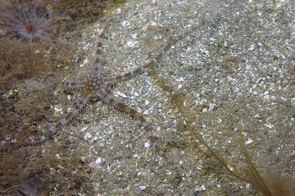 image of a Grey Brittle Star