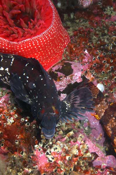 image of a Painted Greenling