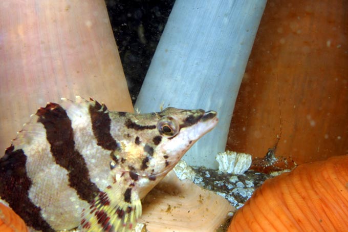 image of a Painted Greenling