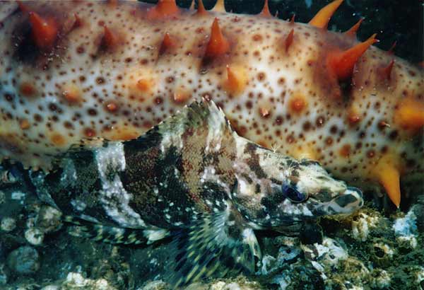 image of a Painted Greenling