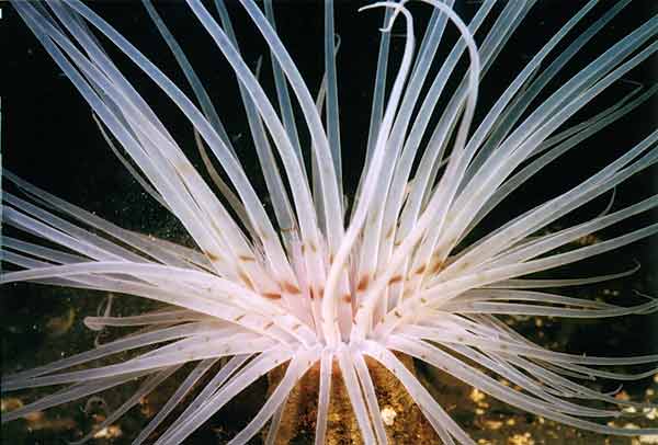 image of a Tube Anemone