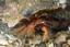 image of a Hermit Crab