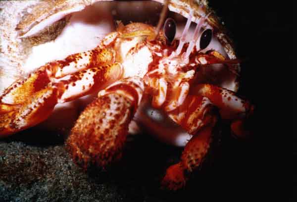 image of a Blackeyed Hermit