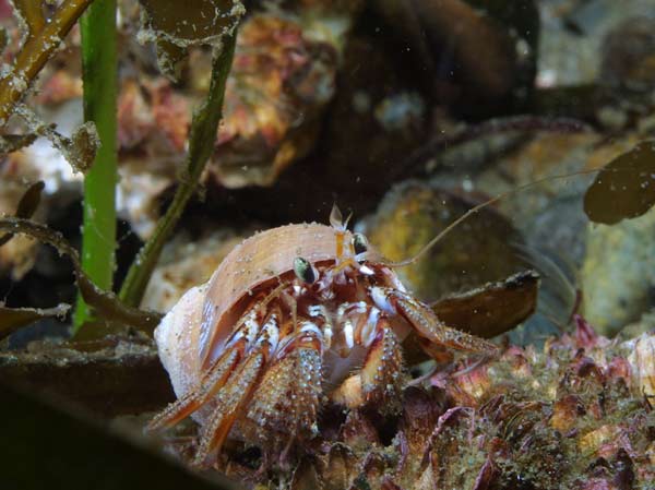 image of a Blackeyed Hermit