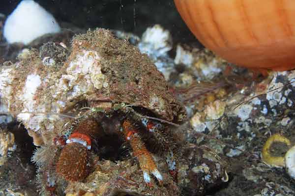 image of a Bering Hermit Crab