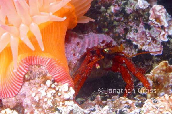 image of a Red Hermit Crab