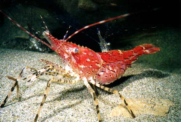 image of a Dock Shrimp