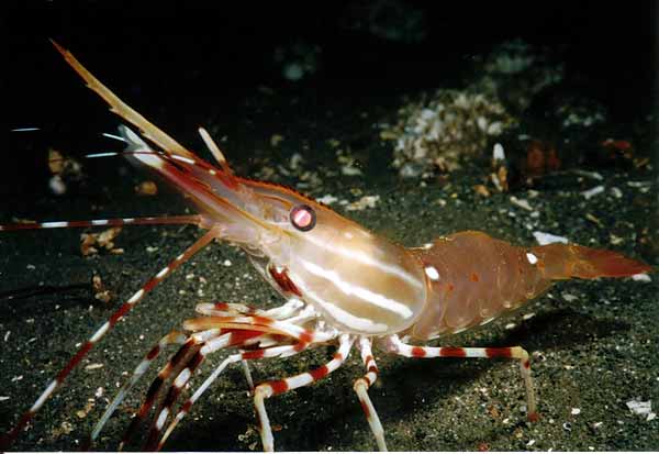 image of a Spot Shrimp