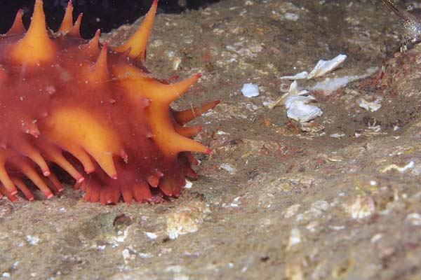 image of a Sea Cucumber