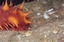 image of a California Sea Cucumber