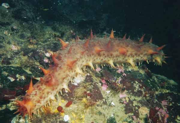 image of a California Sea Cucumber