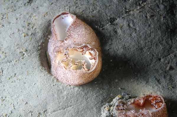 image of a Piddock Clam