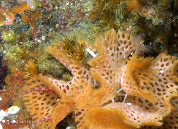 image of a Lacy Bryozoan