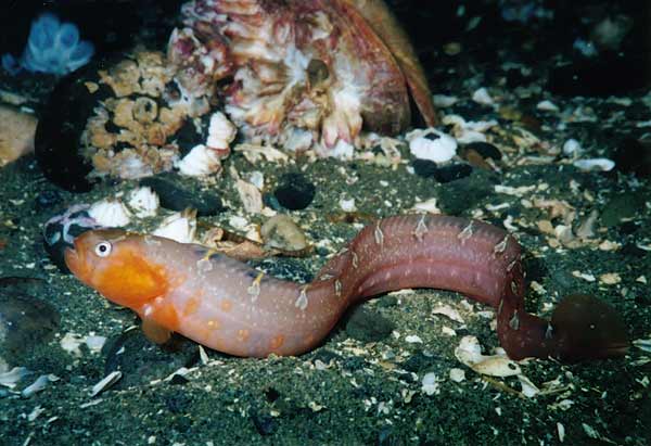 image of a Crescent Gunnel