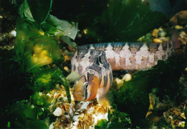 image of a Saddleback Gunnel