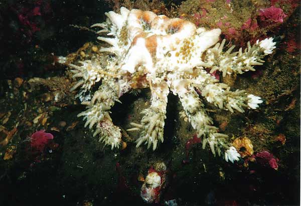 image of a Heart Crab